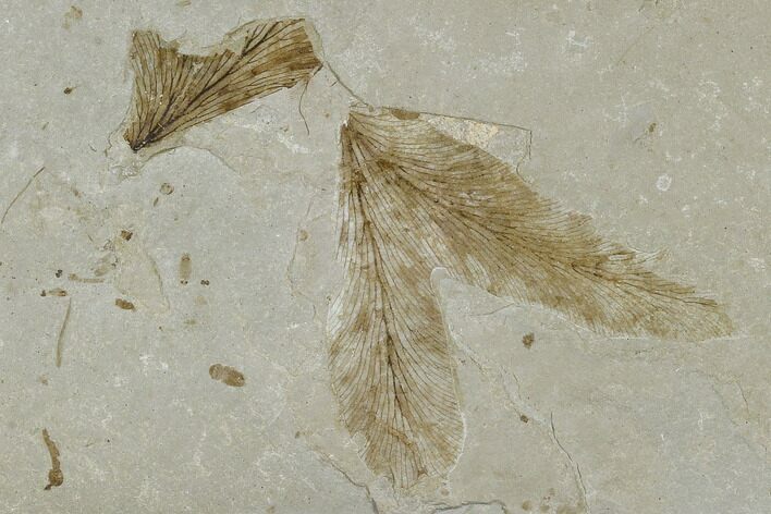 Fossil Fern Leaf (Lygodium) And Insect Cluster - Utah #117992